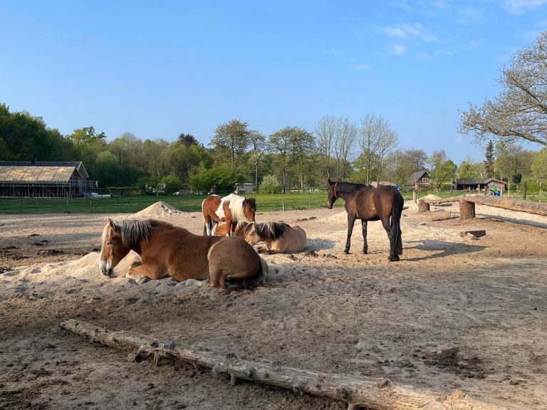 Pony op het erf van de Wolfskuil