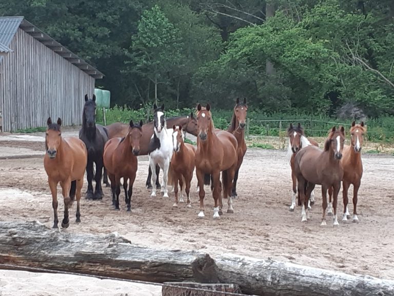Paard in de wei bij de Wolfskuil
